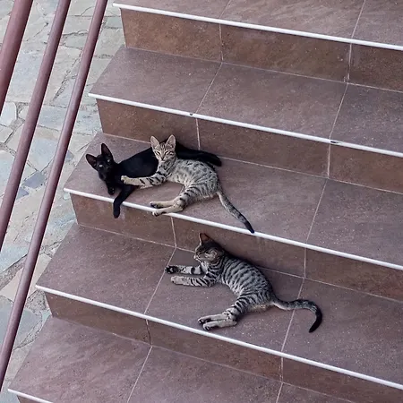 Willa Krina Rosa Aigio