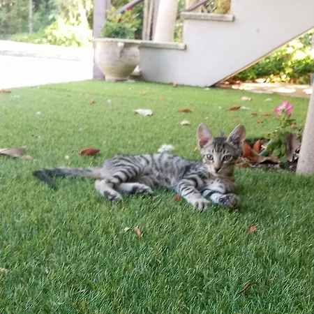 Willa Krina Rosa Aigio