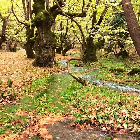 Krina Rosa Aigio * Eliki