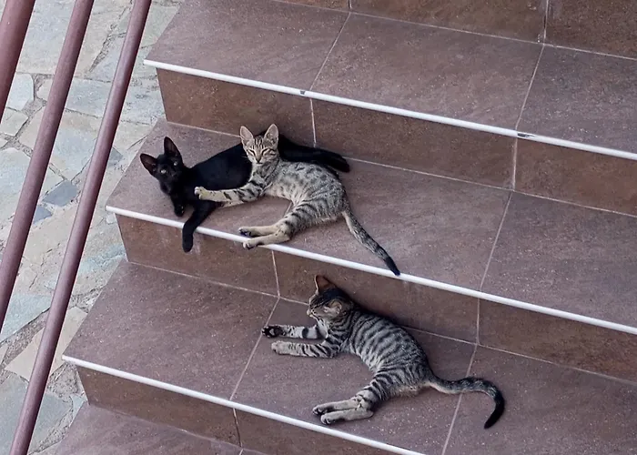 Vila Krina Rosa Aigio