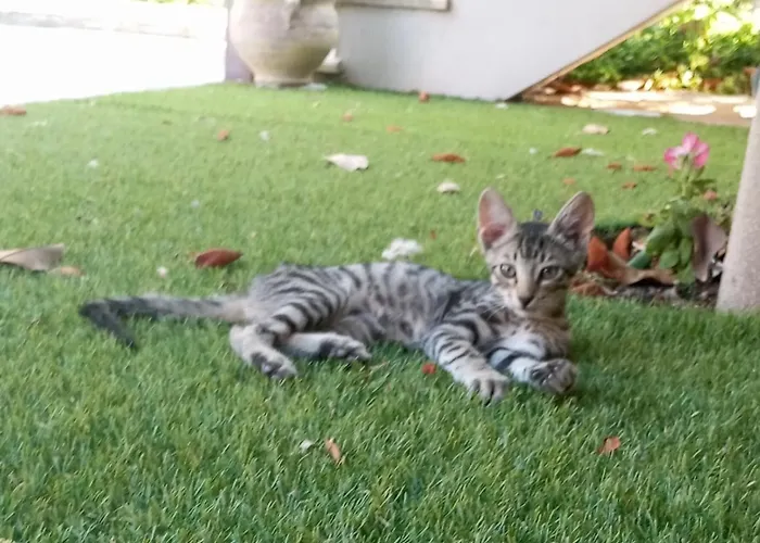 Villa Krina Rosa Aigio